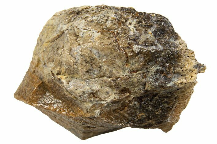 Fossil Tyrannosaur (T rex) Limb Bone Section - Wyoming #314052